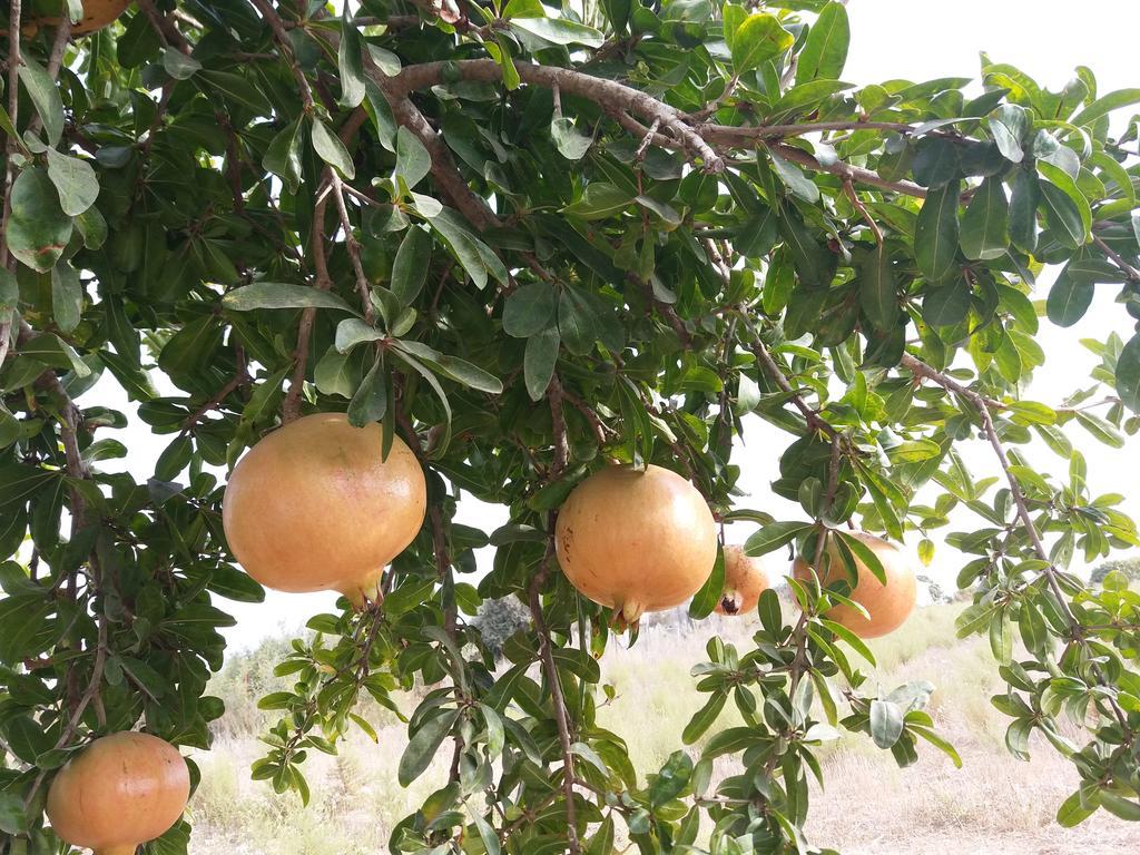 بيت ضيافة ريفاكلي إيف Rizokarpaso المظهر الخارجي الصورة