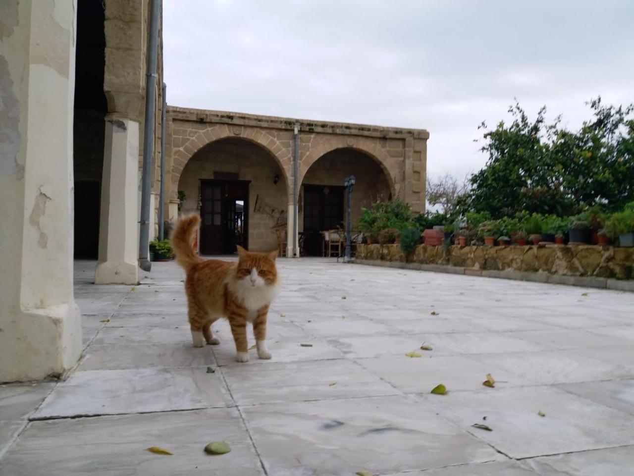 بيت ضيافة ريفاكلي إيف Rizokarpaso المظهر الخارجي الصورة